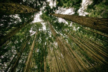 Forest Wanderings