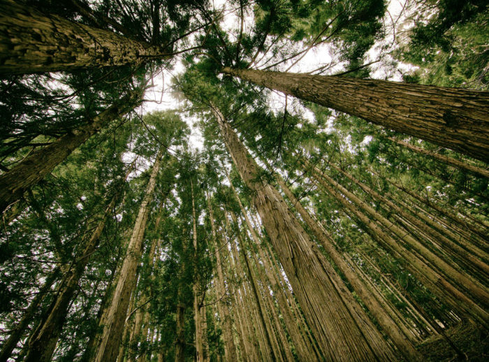 Forest Wanderings