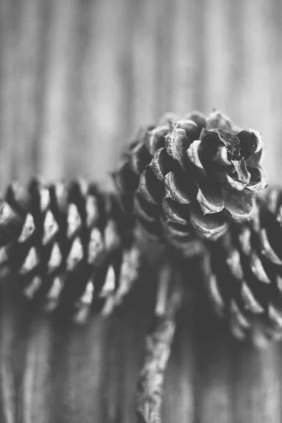 Pine Cones