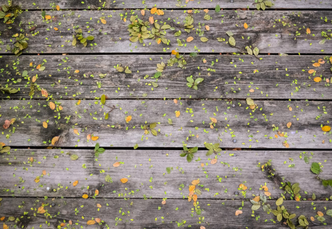 Pattern in the Leaves